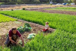 یادداشتی بر مزارع سبزی و سیفی حکم‌آباد
